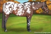 Horse Color:White Spotted Bay Appaloosa