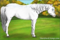 Horse Color:Liver Chestnut Frame 