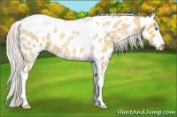 Horse Color:Silver Amber Champagne Roan Dun Splash Tobiano Frame Appaloosa Rabicano