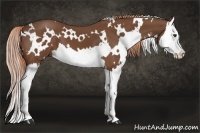 Horse Color:White Spotted Chestnut Splash 