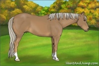 Horse Color:Palomino 