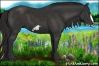 Horse Color:Liver Chestnut Frame 
