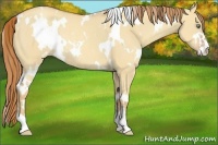 Horse Color:White Spotted Gold Champagne Dun Sabino Rabicano