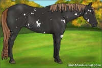 Horse Color:White Spotted Liver Chestnut 