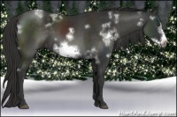 Horse Color:White Spotted Liver Chestnut Frame