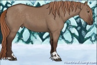Horse Color:Liver Red Dun Sabino