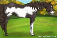 Horse Color:Liver Chestnut Frame 