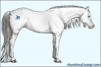 Horse Color:Black Frame Appaloosa 