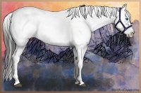 Horse Color:Liver Chestnut Frame Appaloosa