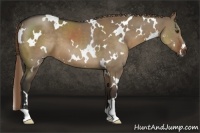 Horse Color:White Spotted Liver Red Dun 