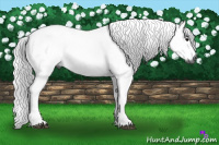 Horse Color:Gray Black 