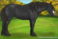 Horse Color:Liver Chestnut Frame 