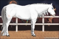 Horse Color:Liver Chestnut Frame 