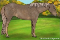Horse Color:Chocolate Palomino 