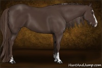 Horse Color:Liver Chestnut Sabino 