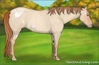 Horse Color:White Spotted Gold Champagne Roan Dun Rabicano