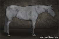 Horse Color:Blue Ice Roan 