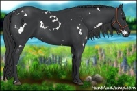 Horse Color:White Spotted Black 