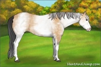 Horse Color:White Spotted Bay Dun Rabicano Brindle