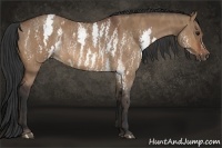 Horse Color:White Spotted Bay Dun Rabicano  Brindle