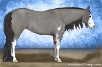 Horse Color:Grullo Roan Sabino