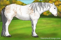 Horse Color:White Spotted Bay Dun Rabicano and White Spotted Bay Dun Rabicano