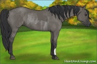 Horse Color:Grullo Rabicano  and Grullo Rabicano 