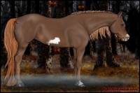 Horse Color:Chestnut Frame 