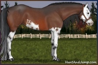 Horse Color:Bay Roan Splash 