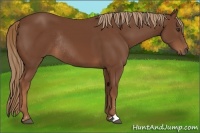 Horse Color:Chestnut Sabino Rabicano 