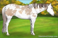 Horse Color:White Spotted Amber Champagne Splash Varnish