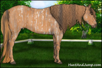 Horse Color:White Spotted Liver Red Dun Rabicano Brindle