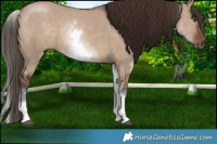 Horse Color:White Spotted Liver Red Dun Rabicano  Brindle