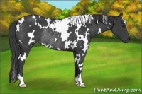 Horse Color:White Spotted Smoky Black Rabicano 