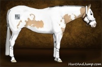 Horse Color:White Spotted Buckskin Splash Tobiano 