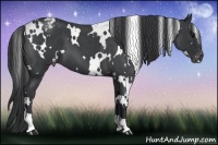 Horse Color:White Spotted Blue Roan Appaloosa 