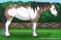 Horse Color:White Spotted Buckskin Splash Frame 
