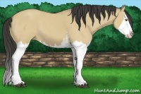 Horse Color:White Spotted Buckskin Dun Splash 