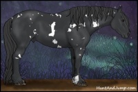 Horse Color:White Spotted Black