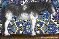 Horse Color:White Spotted Black