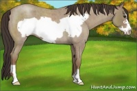 Horse Color:Classic Champagne Roan Frame 