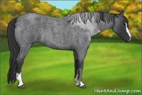 Horse Color:Blue Roan Sabino 