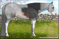 Horse Color:Brown Roan Sabino