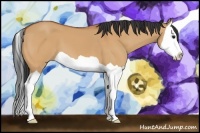 Horse Color:Bay Dun Splash 