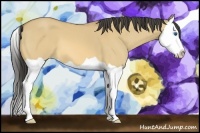 Horse Color:Buckskin Dun Splash