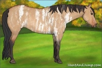 Horse Color:White Spotted Bay Dun Rabicano  Brindle