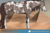 Horse Color:White Spotted Chocolate Grullo Sabino Rabicano Brindle