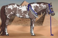 Horse Color:White Spotted Chocolate Grullo Sabino Rabicano  Brindle