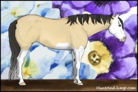 Horse Color:Buckskin Dun Splash