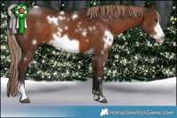 Horse Color:White Spotted Liver Chestnut Sabino Frame